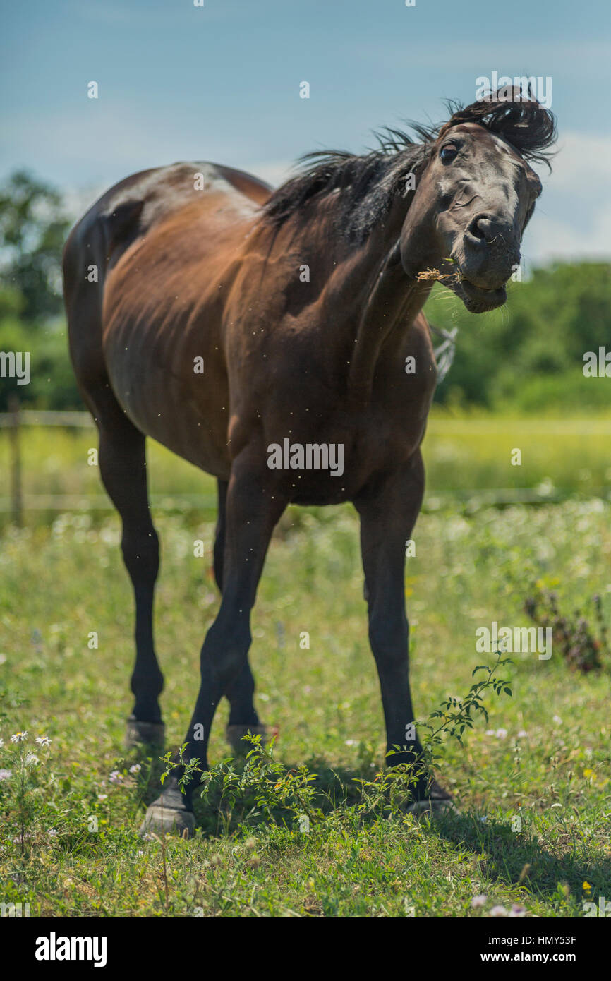 Wild And Crazy High Resolution Stock Photography and Images Alamy