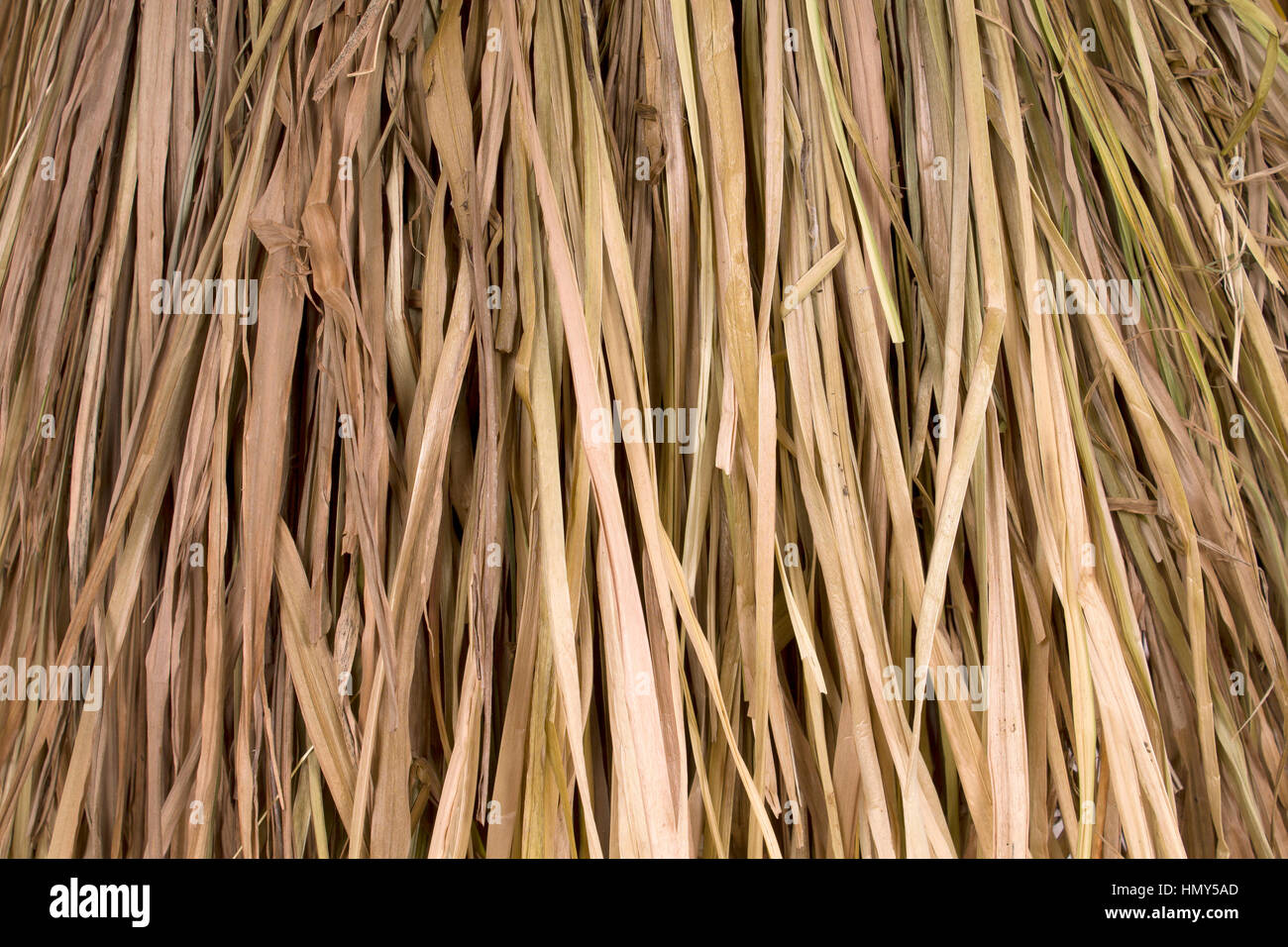 Background of dry reeds. The roof closeup Stock Photo Alamy