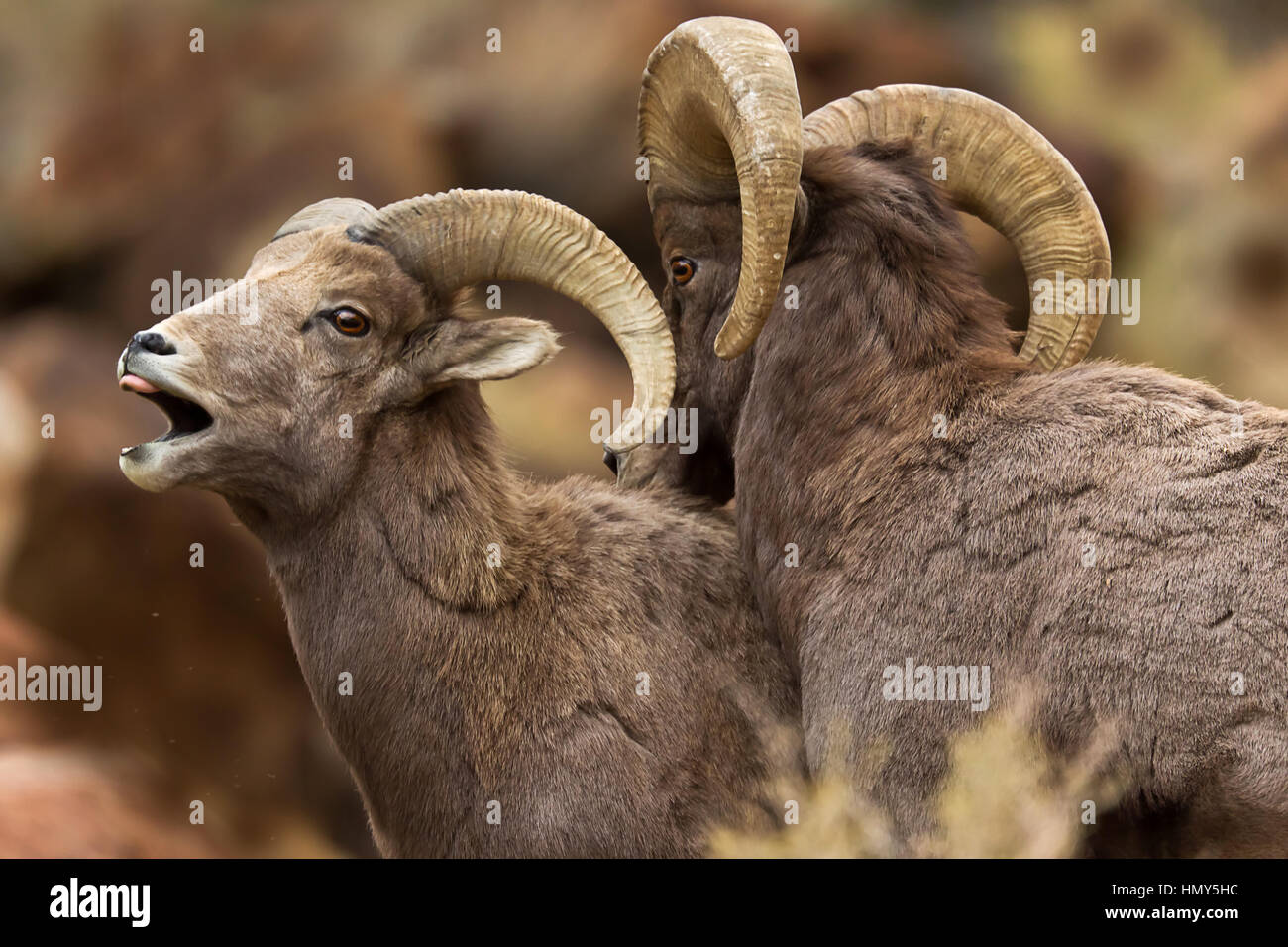 2 male rams, BigHorn Sheep (Ovis Canadensis) in Green River, Utah, USA Stock Photo