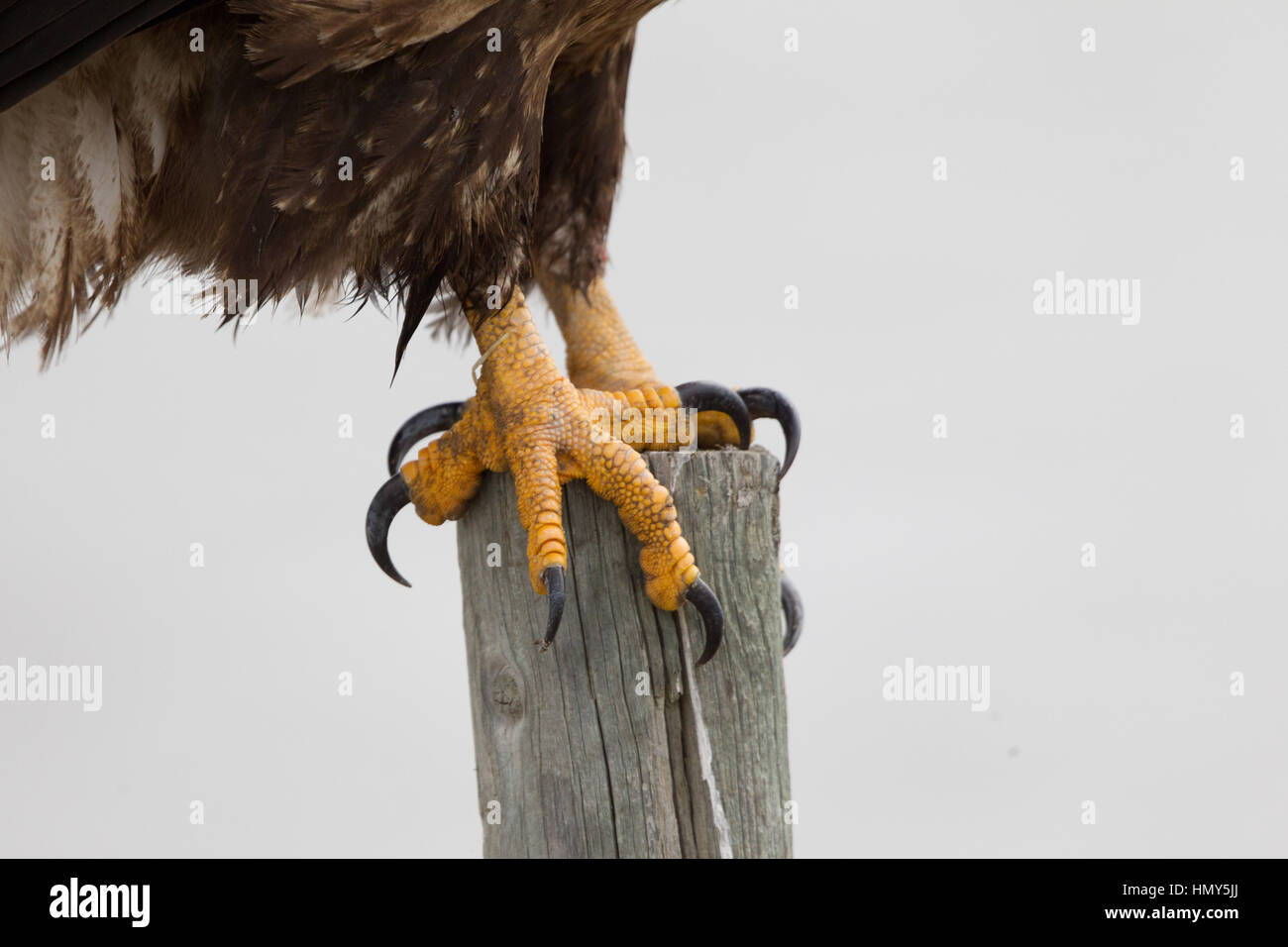 American Bald Eagle Talons, Haliaeetus Leucocephalus, Farmington, Utah, USA Stock Photo
