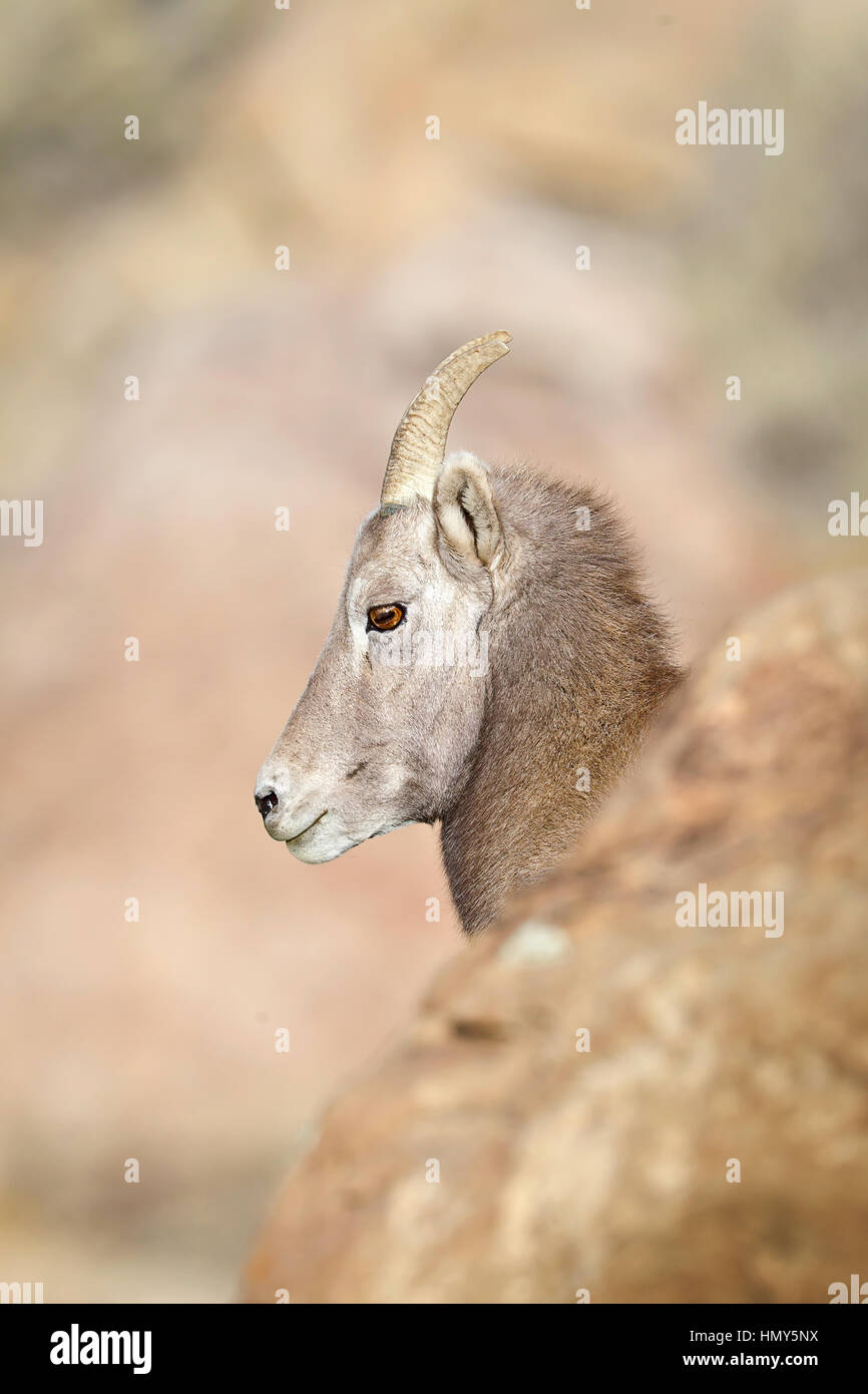 Profile of a Ram Ewe, BigHorn Sheep (ovis canadensis) in Green River, Utah, USA Stock Photo