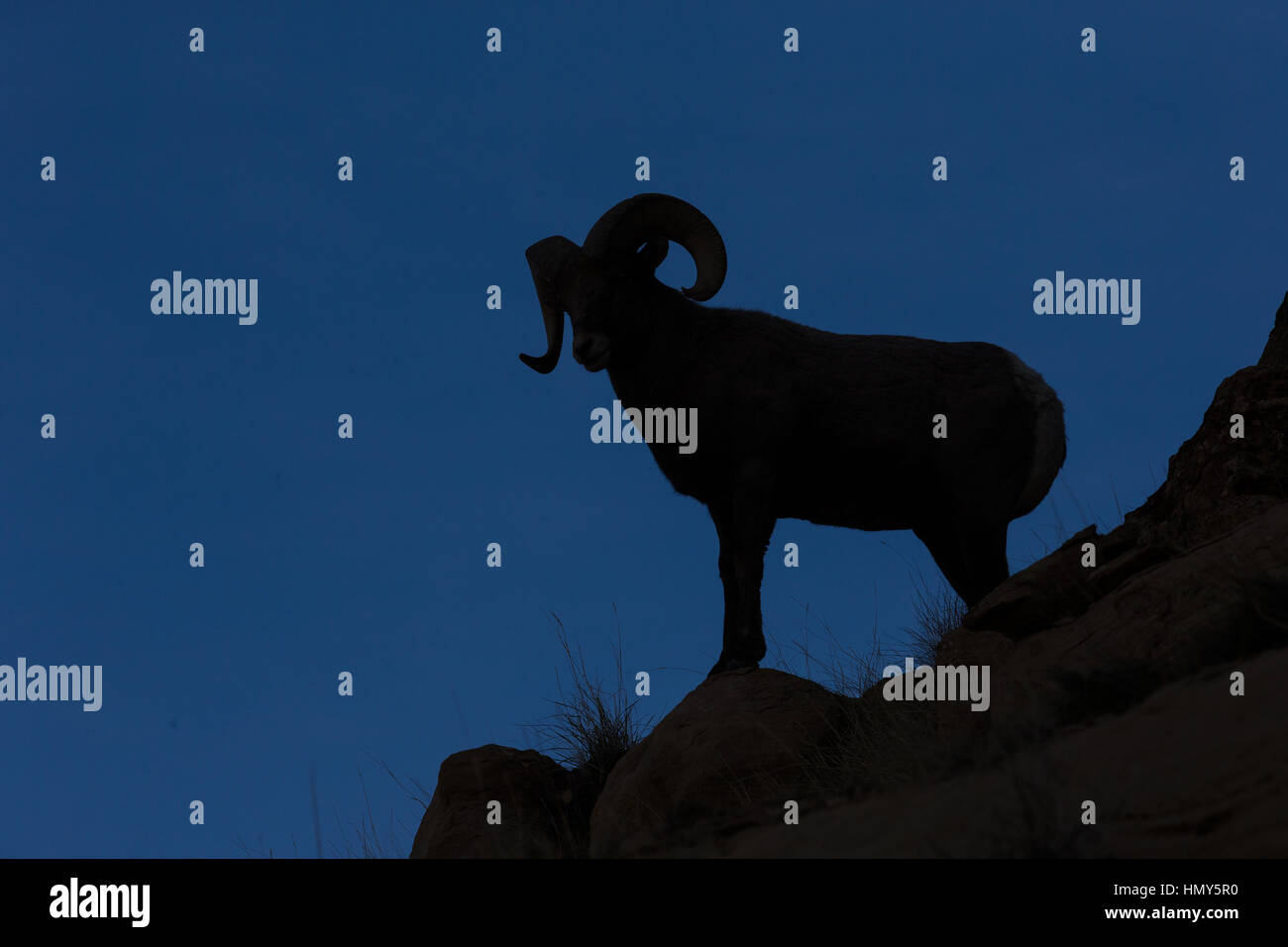 Ram, Male BigHorn Sheep (ovis canadensis) silhouette in Green river, Utah, USA Stock Photo