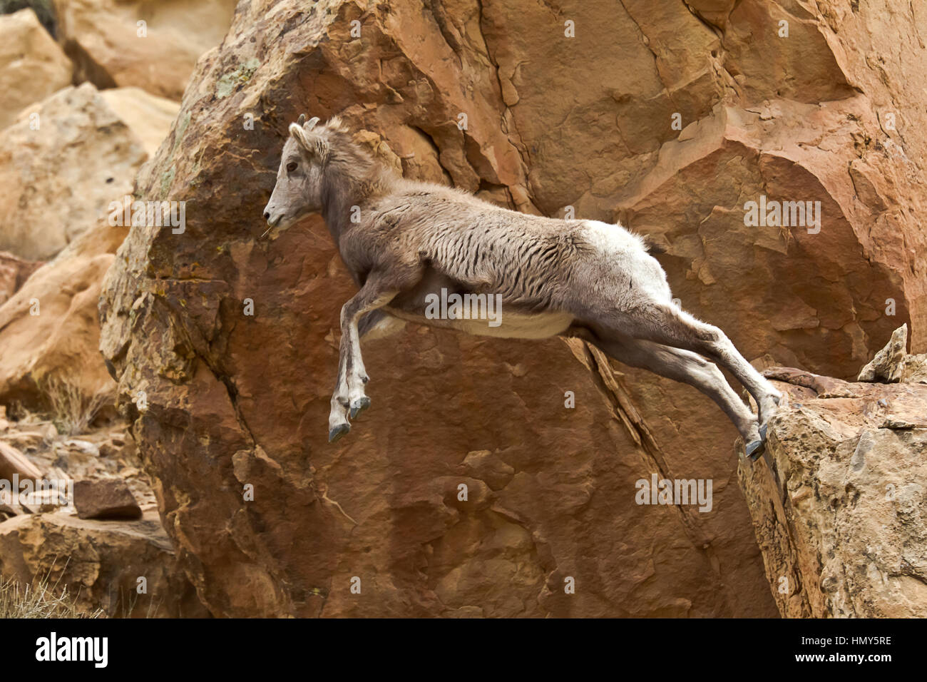Ewe, Female BigHorn Sheep (Ovis Canadensis) jumping cliffs in Green River, Utah, USA Stock Photo