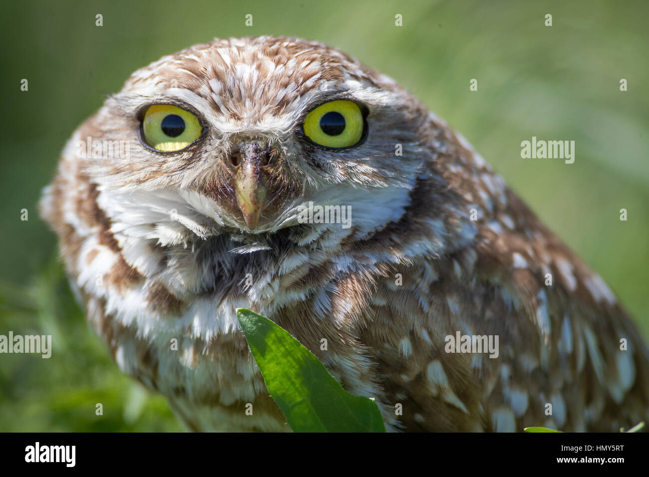 Burrowing Owl Head Detail, Athene Cunicularia, at Antelope Island State Park, Syracuse, Utah, USA Stock Photo