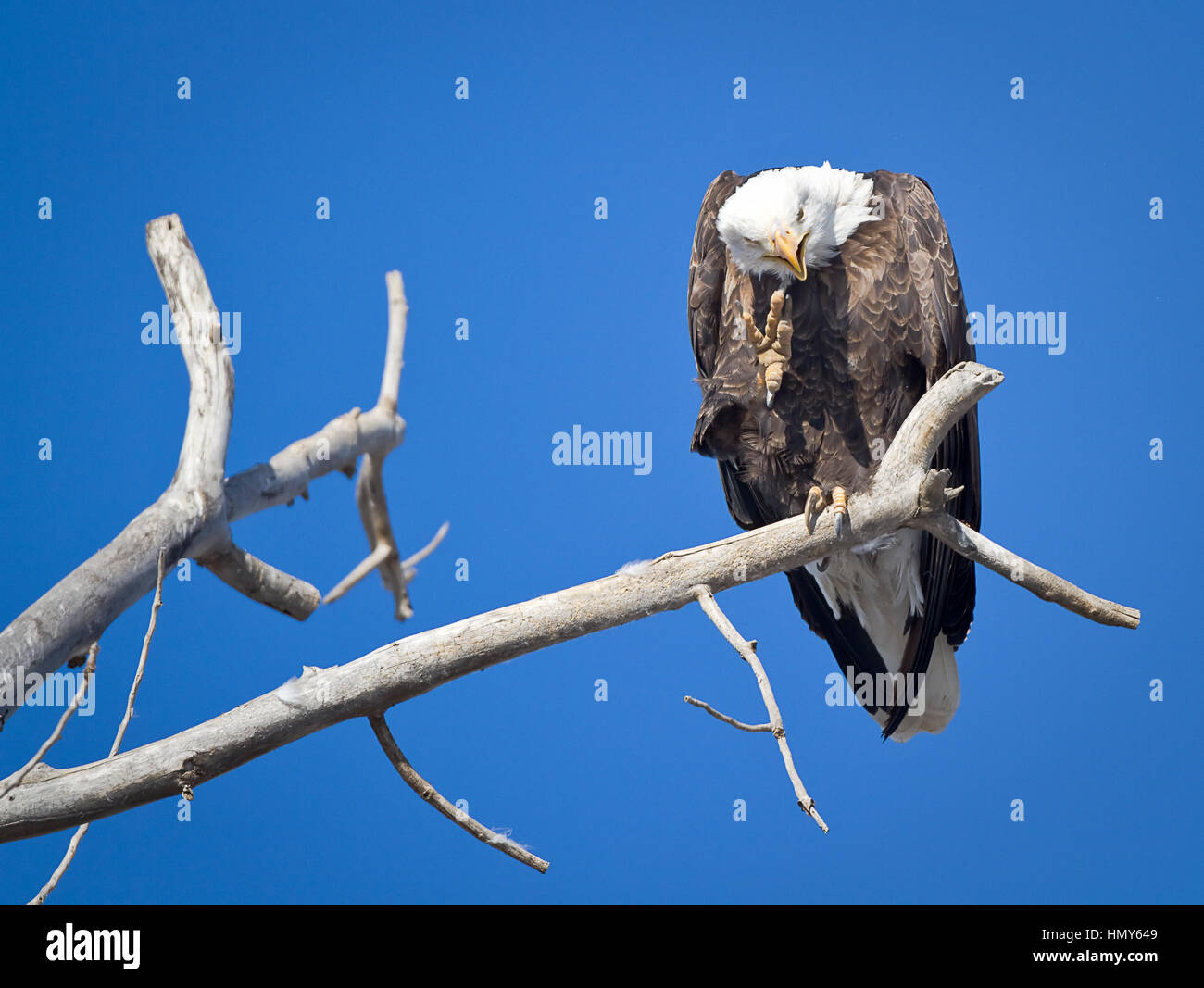 An American Bald Eagle (Haliaeetus leucocephalus) perched on a branch