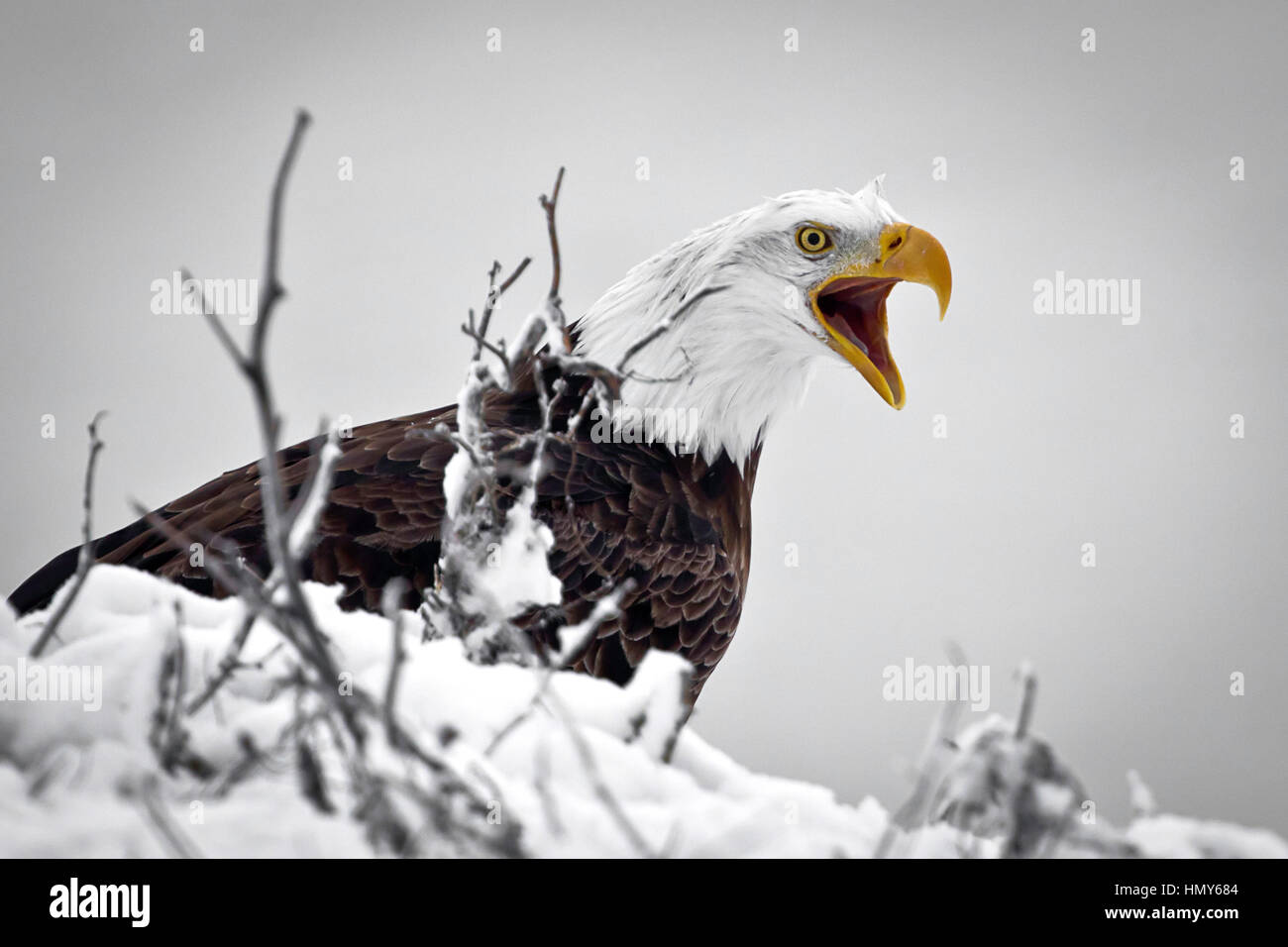 Squawking American Bald Eagle, Haliaeetus Leucocephalus, at Farmington Bay, Davis County, Utah, USA Stock Photo