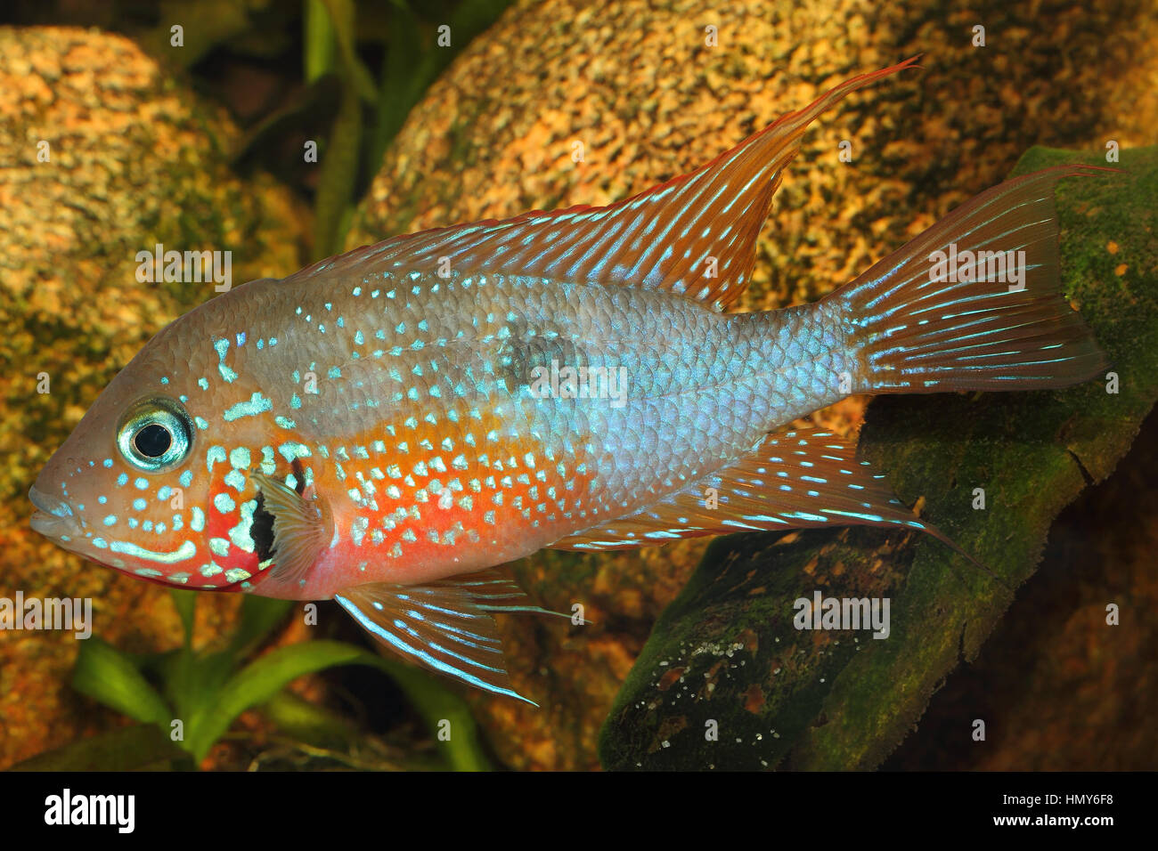 Mexican Fire Mouth (Thorichthys ellioti) - male Stock Photo