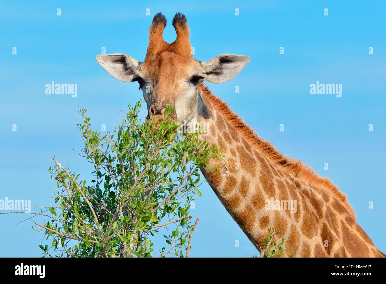 South African giraffe or Cape giraffe (Giraffa giraffa giraffa), feeding on leaves, Kruger National Park, South Africa, Africa Stock Photo
