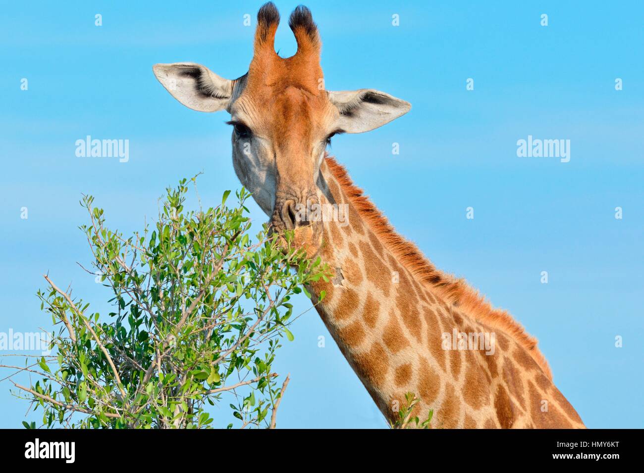 South African giraffe or Cape giraffe (Giraffa giraffa giraffa), feeding on leaves, Kruger National Park, South Africa, Africa Stock Photo