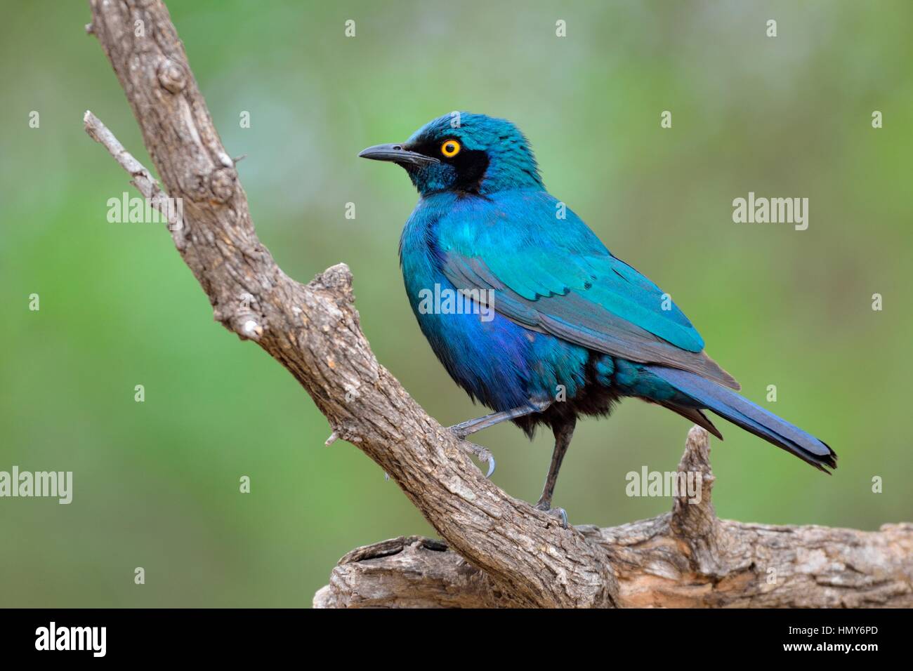 Greater blue-eared starling (Lamprotornis chalybaeus), adult perched on a branch, Kruger National Park, South Africa, Africa Stock Photo