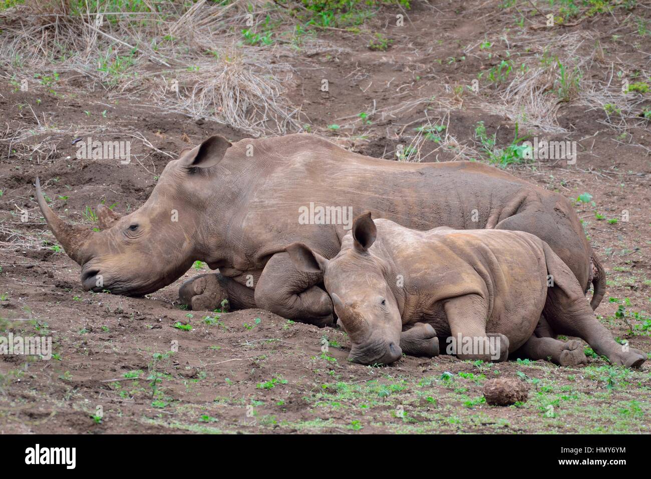 White rhinoceroses (Ceratotherium simum), mother with calf, early in the morning, Kruger National Park, South Africa, Africa Stock Photo
