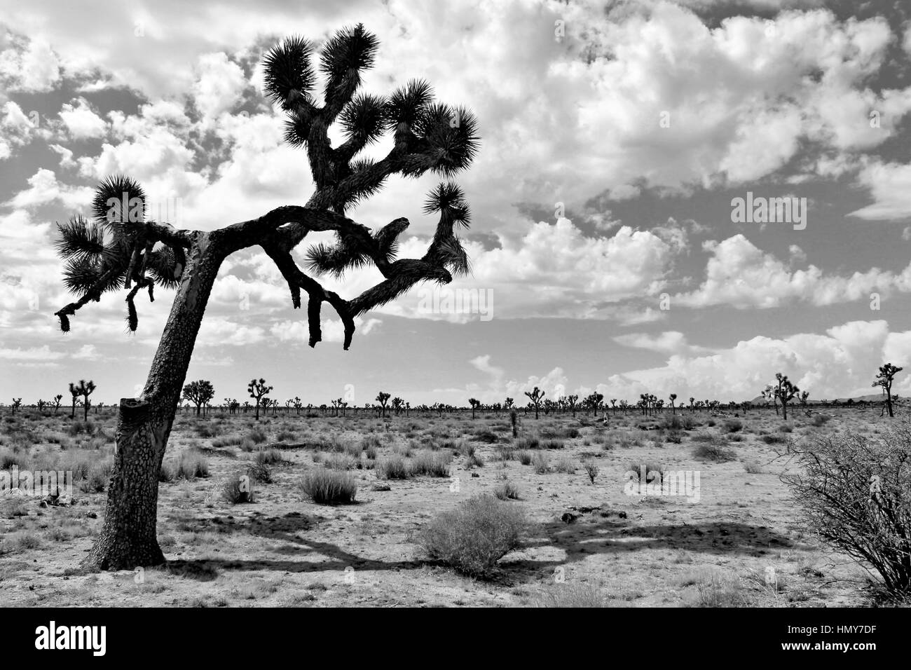 Joshua Tree National Park Mojave Desert California Stock Photo Alamy
