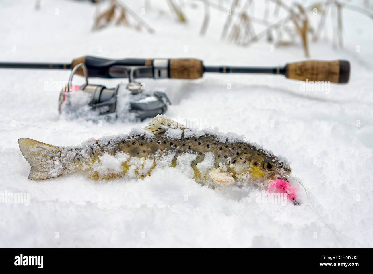 Wild Brown Trout caught in winter Stock Photo Alamy