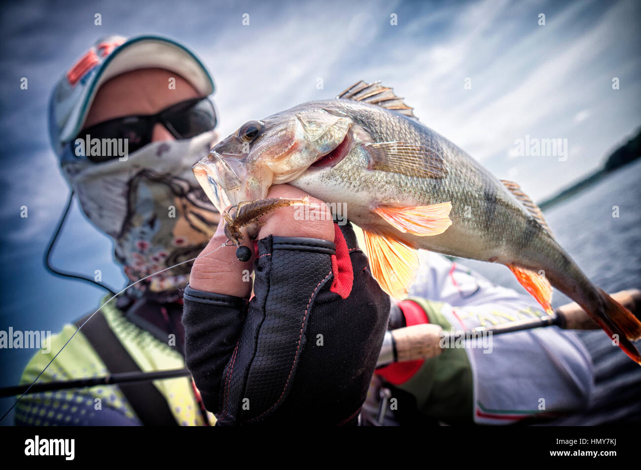Perch caught on soft bait Stock Photo Alamy