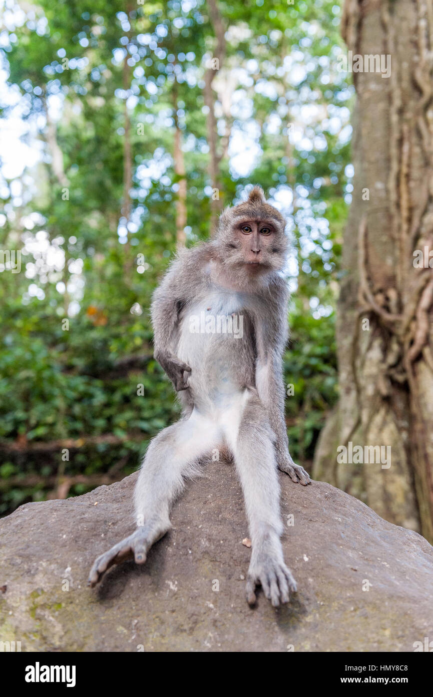 Indonesia, Bali, Balinese long-tailed monkey macaque at Ubud monkey forest Stock Photo