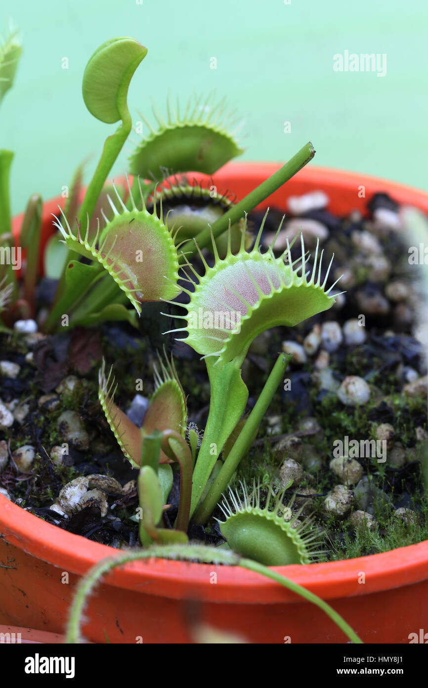 Venus flytrap or known as Dionaea muscipula Stock Photo