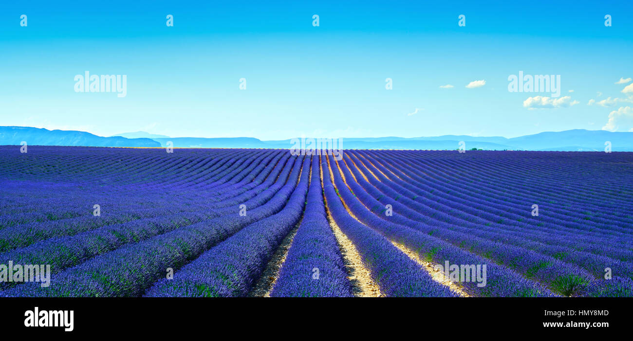 Lavender flower blooming scented fields in endless rows. Panoramic view. Valensole plateau, Provence, france, europe. Stock Photo