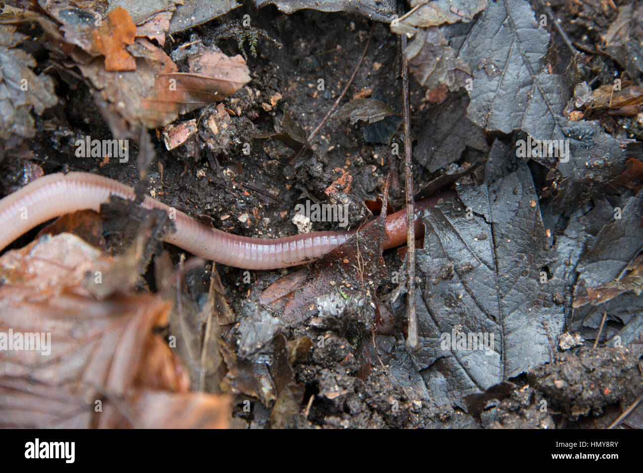 An earthworm crawling over some leaves Stock Photo
