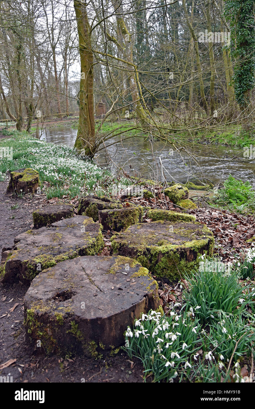 Snowdrops next to a Welford park stream, near Newbury, England Stock Photo