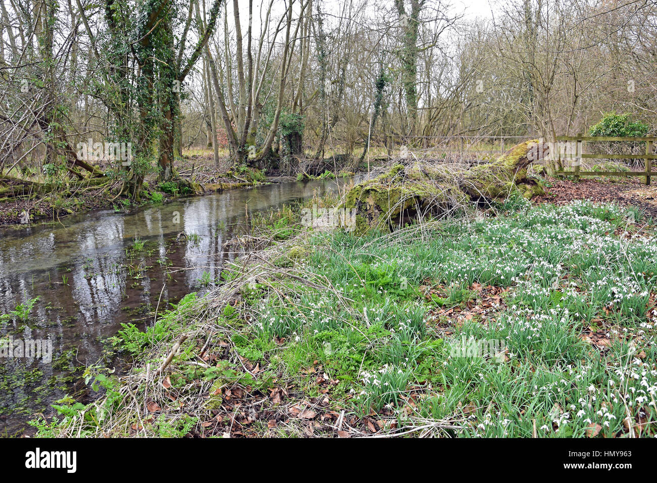 Snowdrops next to a Welford park stream, near Newbury, England Stock Photo