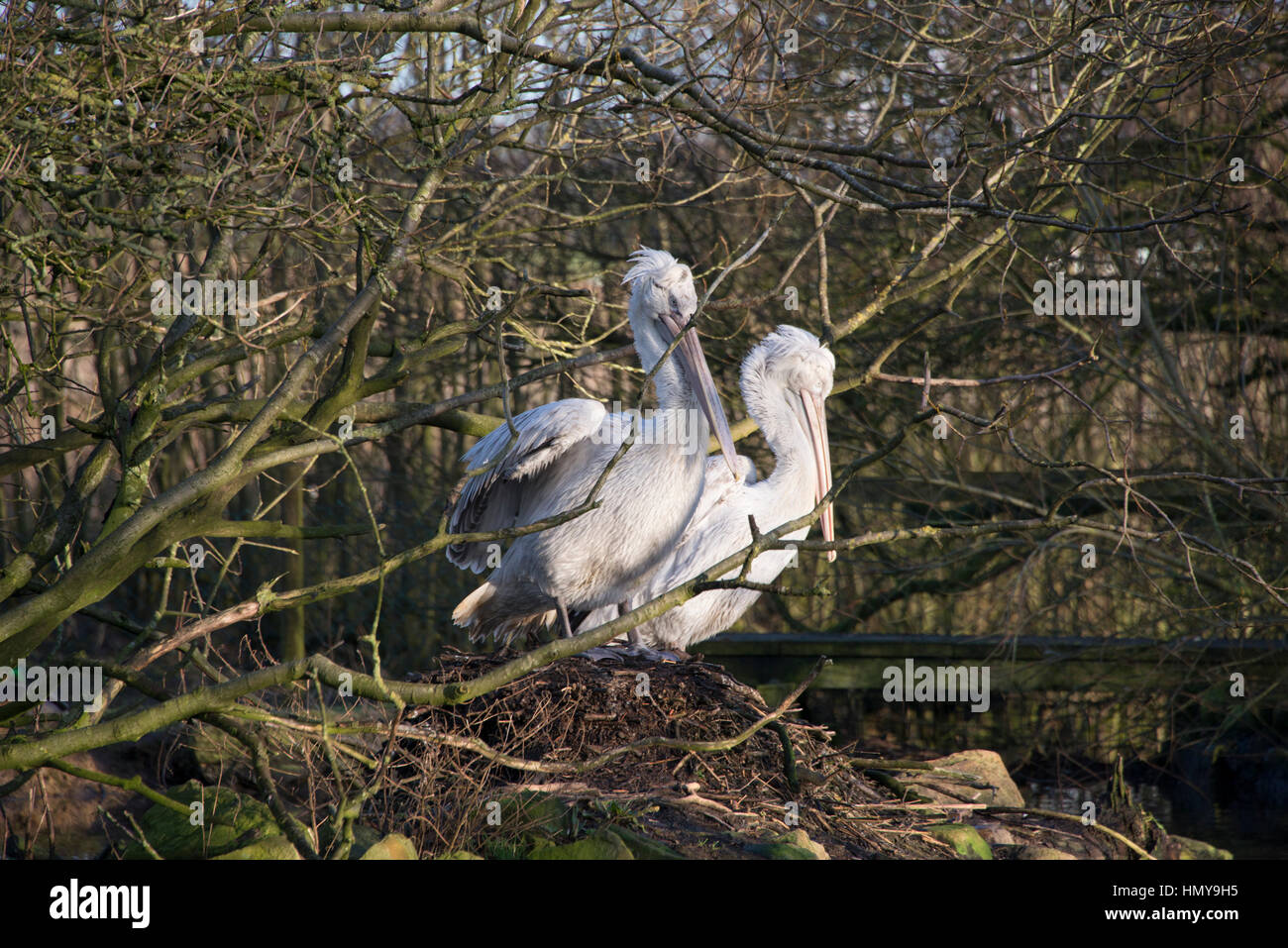 Two pelicans in sat on a nest in a zoo in England Stock Photo
