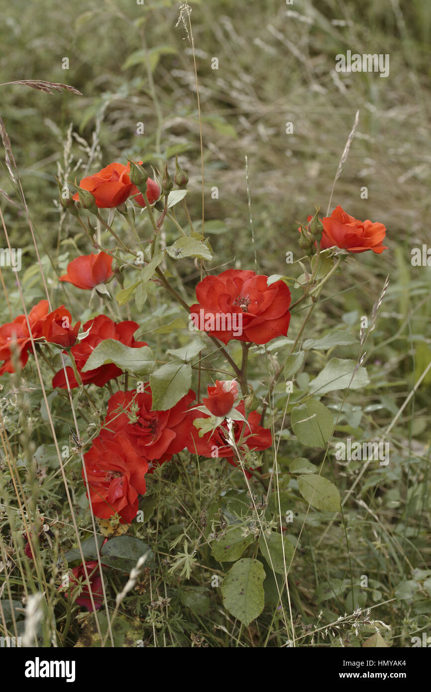 Wild rose in nature Stock Photo - Alamy