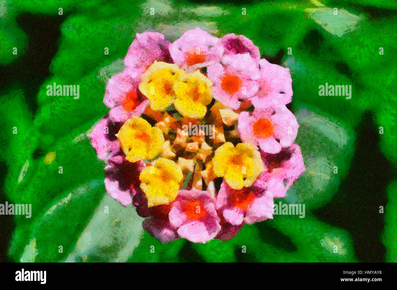 Lantana camara flower Stock Photo