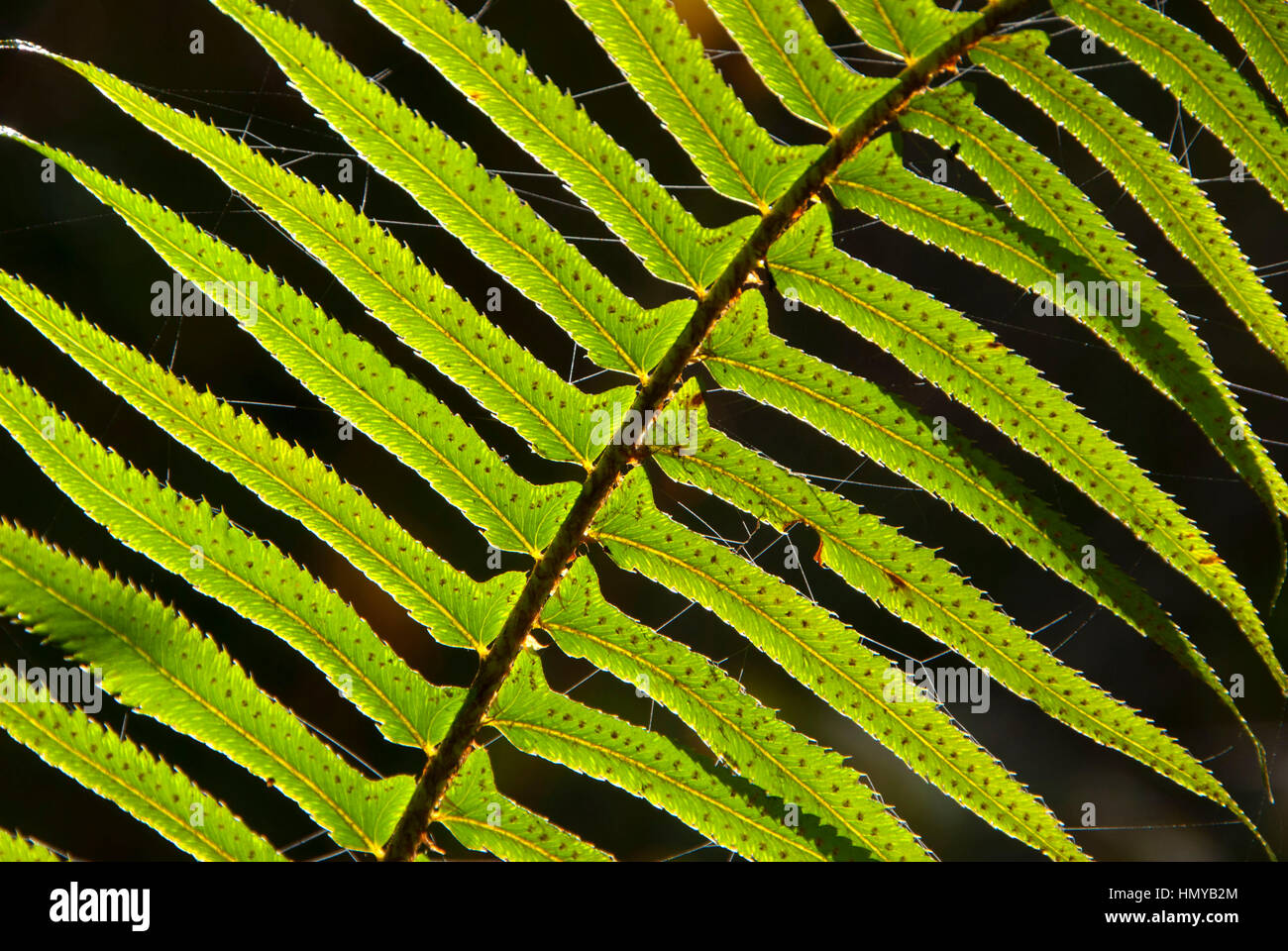 Western sword fern (Polystichum munitum), Alton Baker Park, Eugene, Oregon Stock Photo