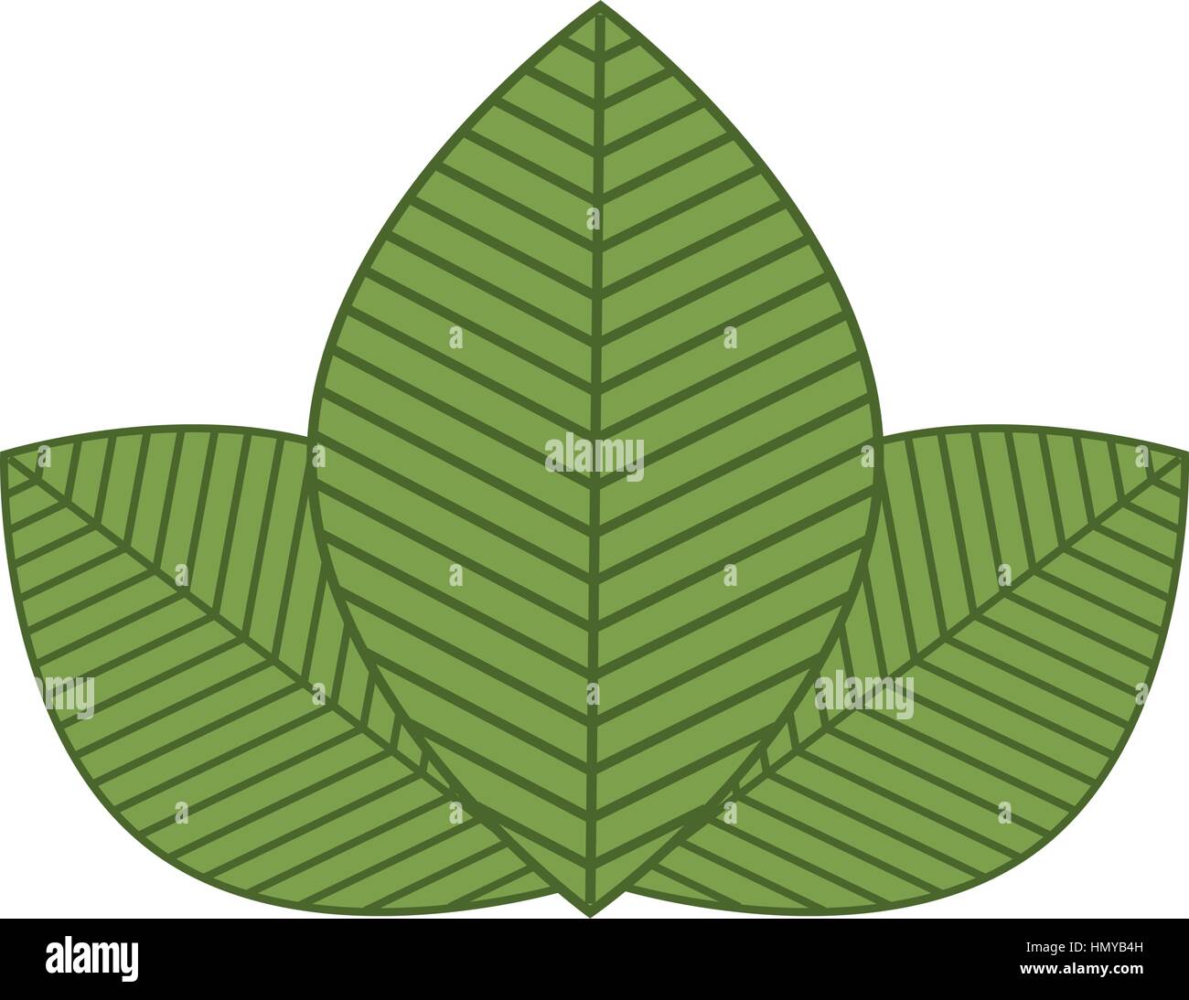 leafs plant isolated icon vector illustration design Stock Vector Image ...