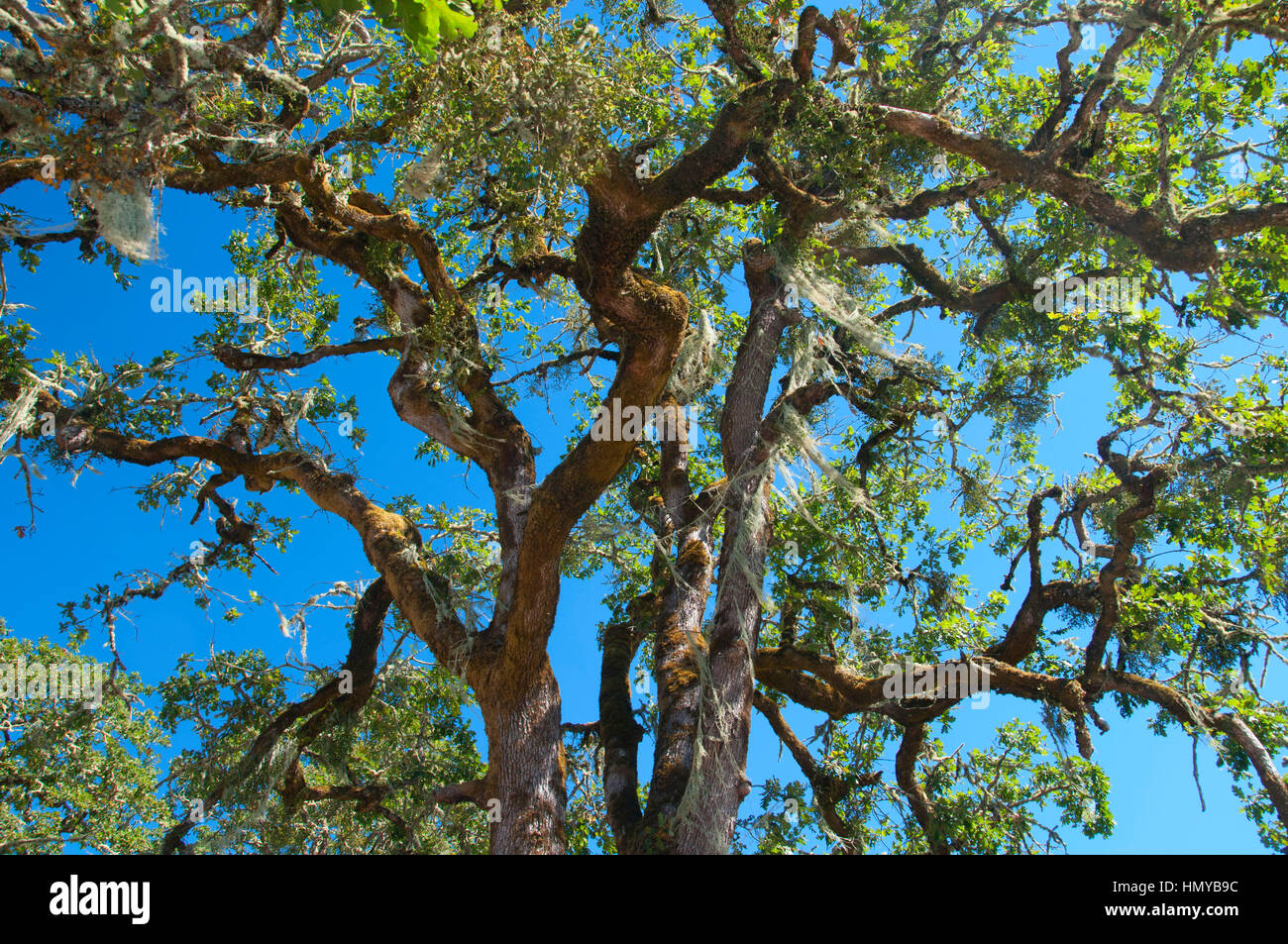 Oak, William Finley National Wildlife Refuge, Oregon Stock Photo Alamy