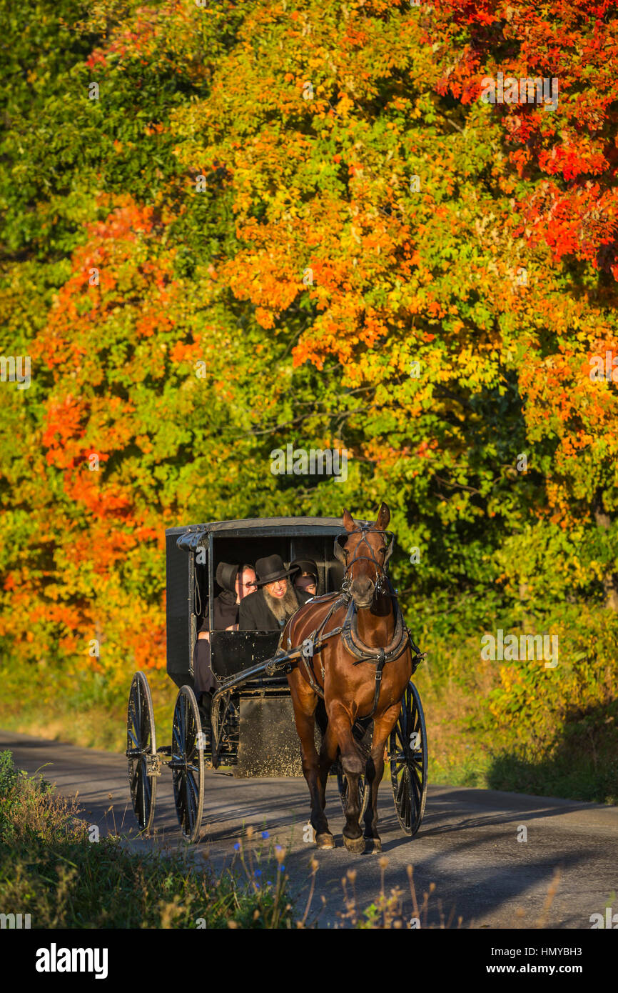 Amish horse and buggy with fall foliage color near Mt. Hope, Ohio, USA
