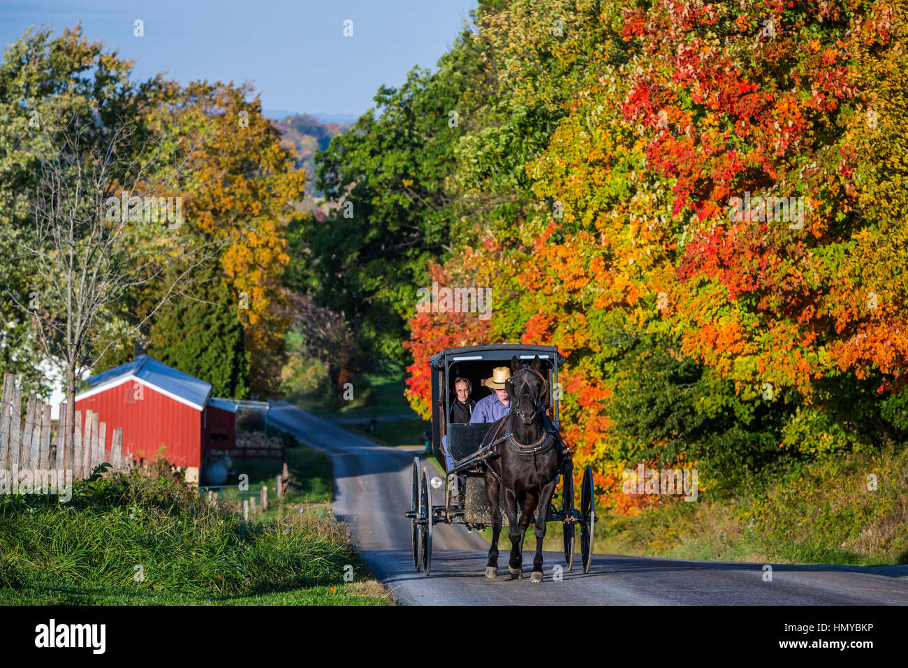 Amish horse and buggy with fall foliage color near Mt. Hope, Ohio, USA
