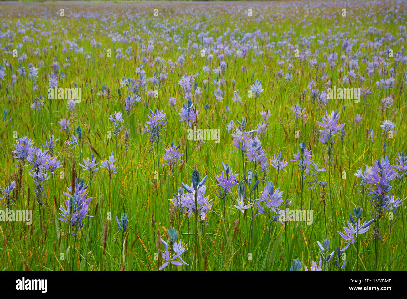 Common camas field, Fern Ridge Wildlife Area, Oregon Stock Photo