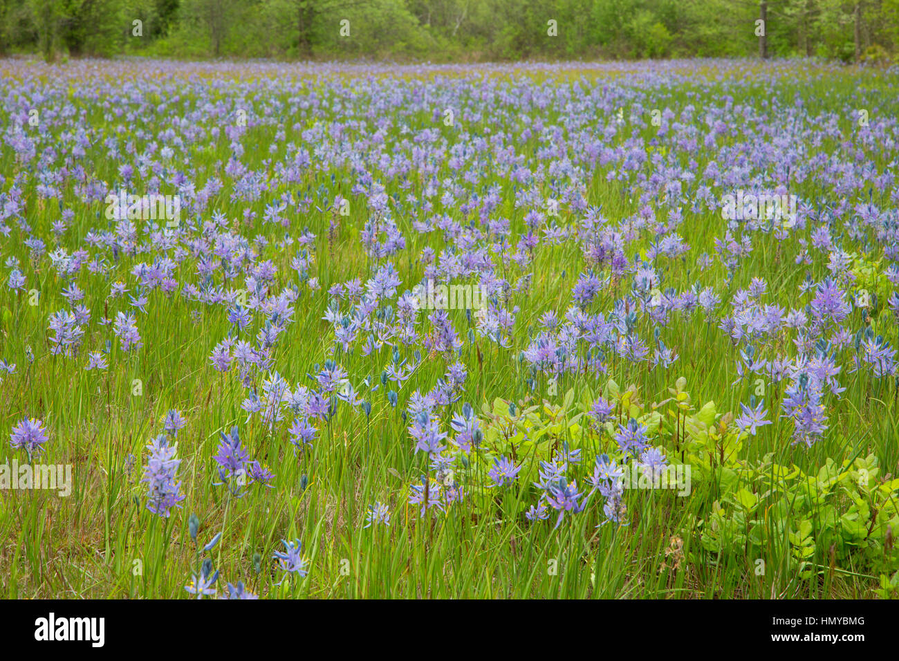 Common camas field, Fern Ridge Wildlife Area, Oregon Stock Photo
