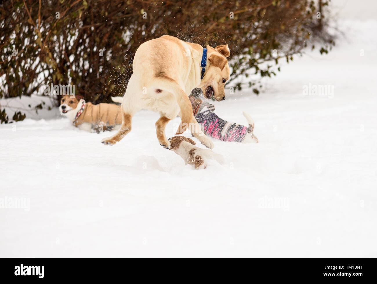 Small underdog dog wins fight with big hound Stock Photo Alamy