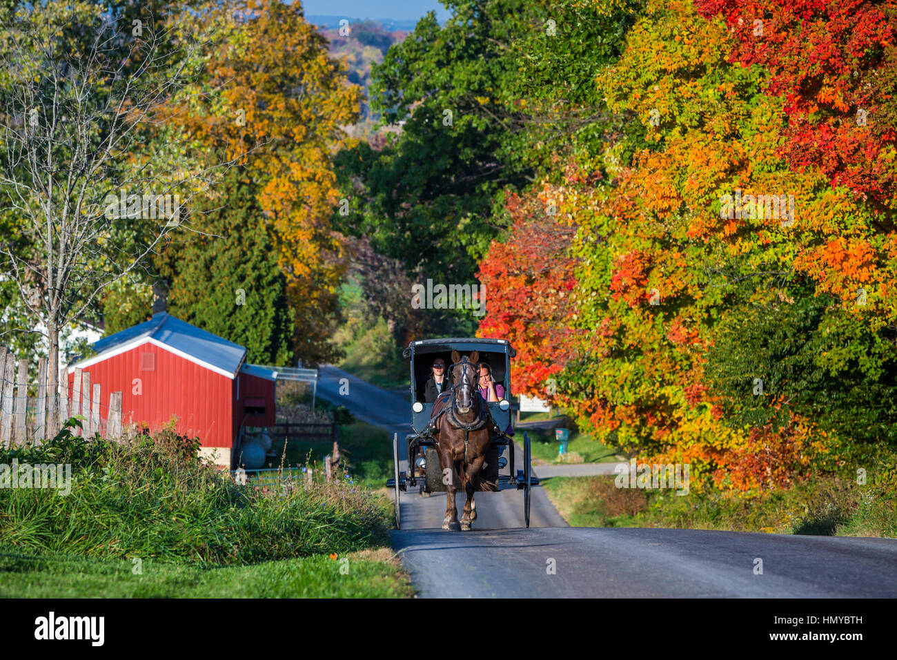 Amish horse and buggy with fall foliage color near Mt. Hope, Ohio, USA