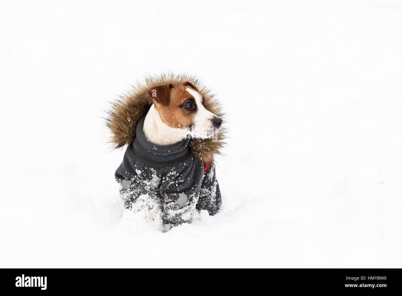 Winter doggy fashion: dog wearing apparel with fur collar Stock Photo