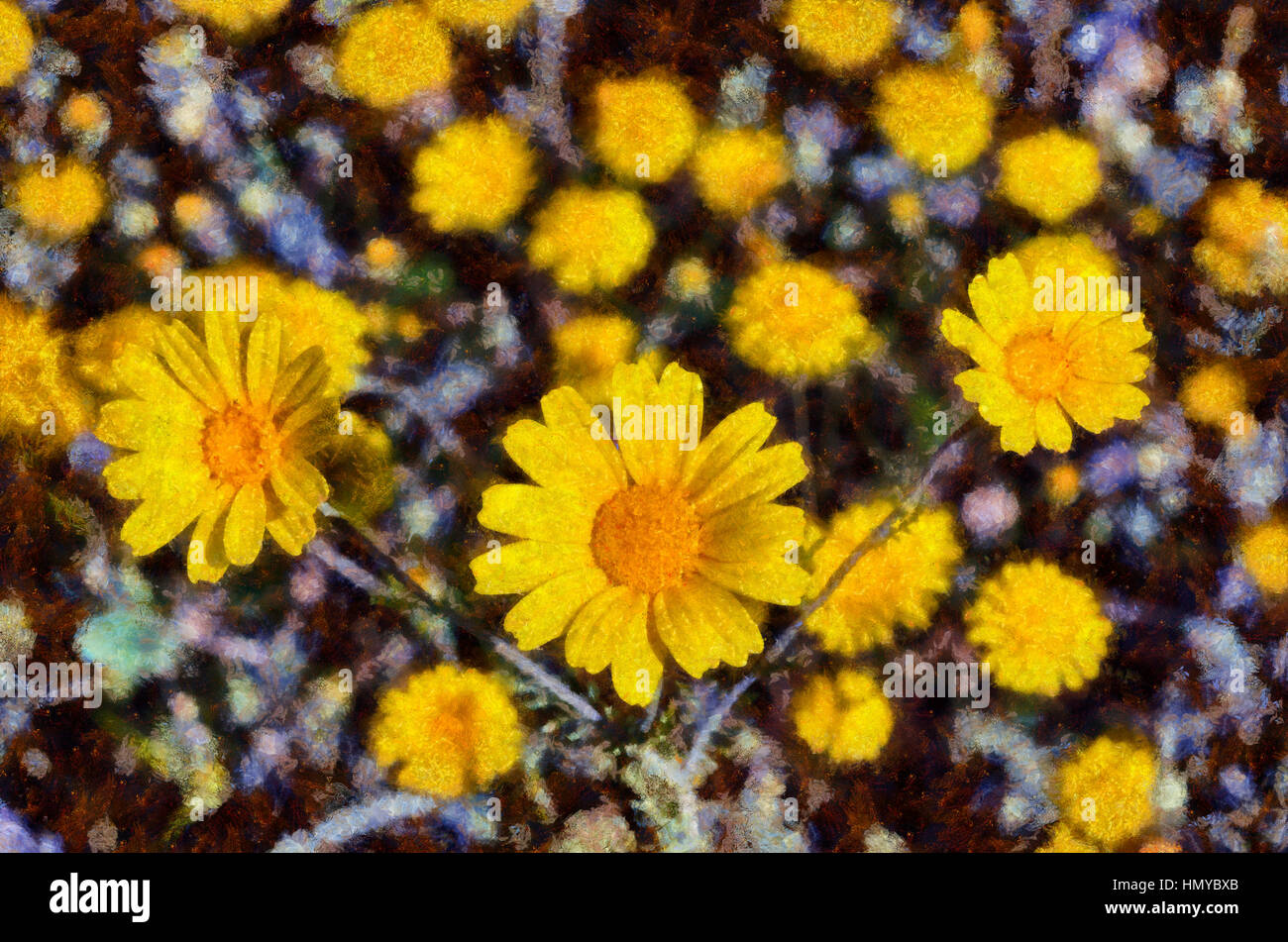 Wild daisies Stock Photo