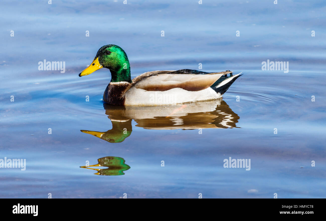 Mallard Duck swimming at Roosevelt Lake, Arizona Stock Photo