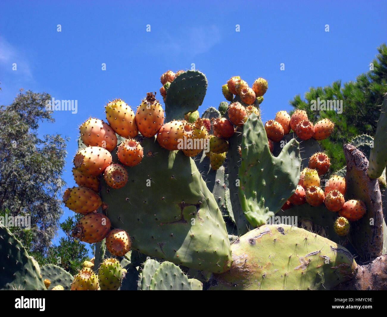 Prickly pear (opuntia vulgaris) Stock Photo