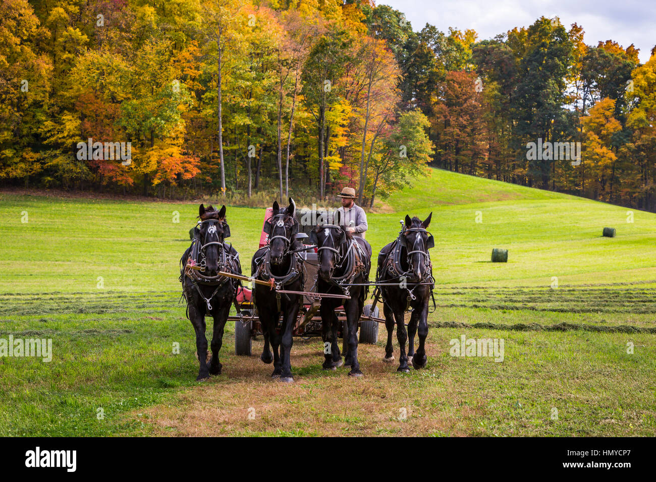 Amish horse drawn farm implements on the field near Berlin, Ohio, USA