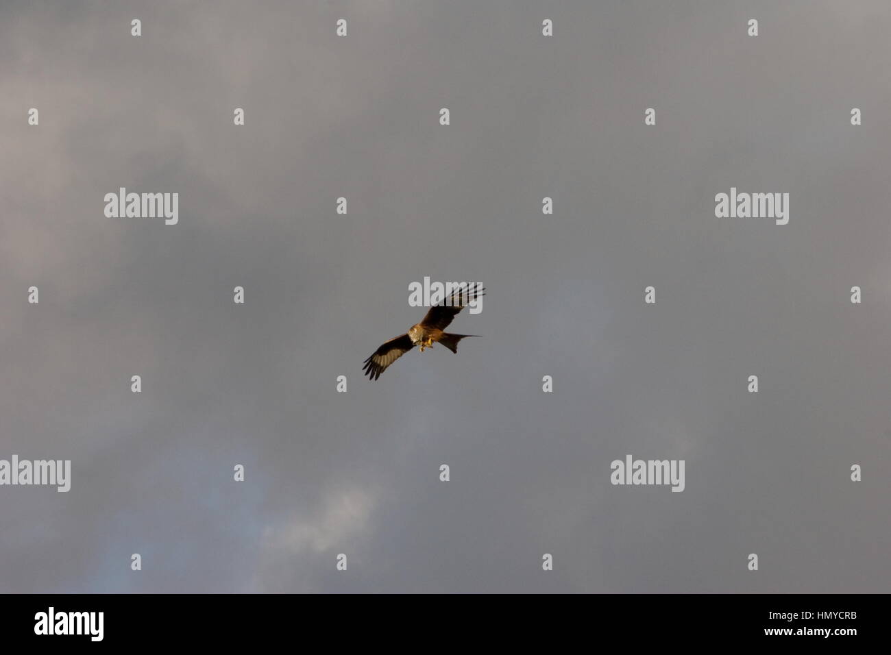 Black Kite (Milvus migrans) flying in the air, Purley-on-Thames,Berkshire. Stock Photo