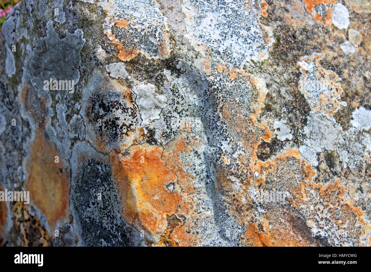 White lichen on rock hi-res stock photography and images - Alamy