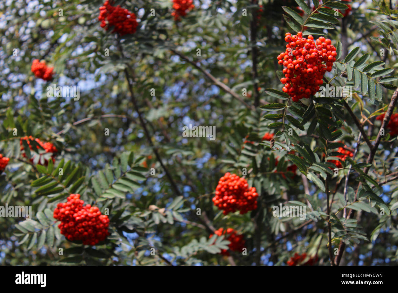 Rowan Tree Berries in late summer Stock Photo Alamy