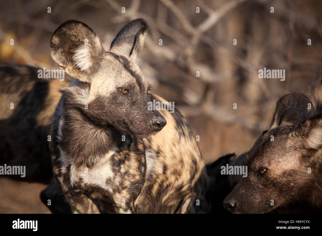 African Wild Dog hunting Stock Photo - Alamy