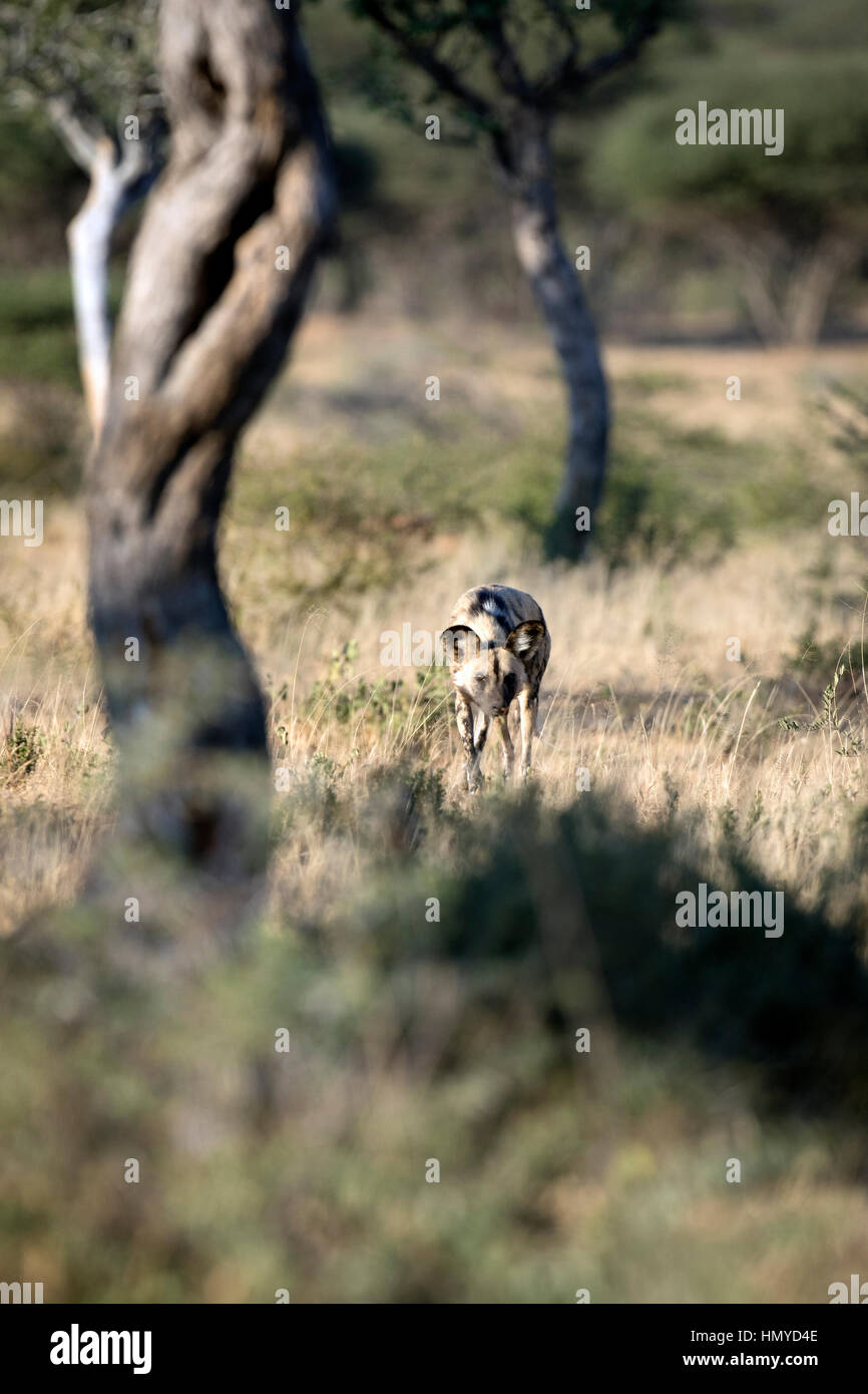 African wild dog hunting Stock Photo Alamy