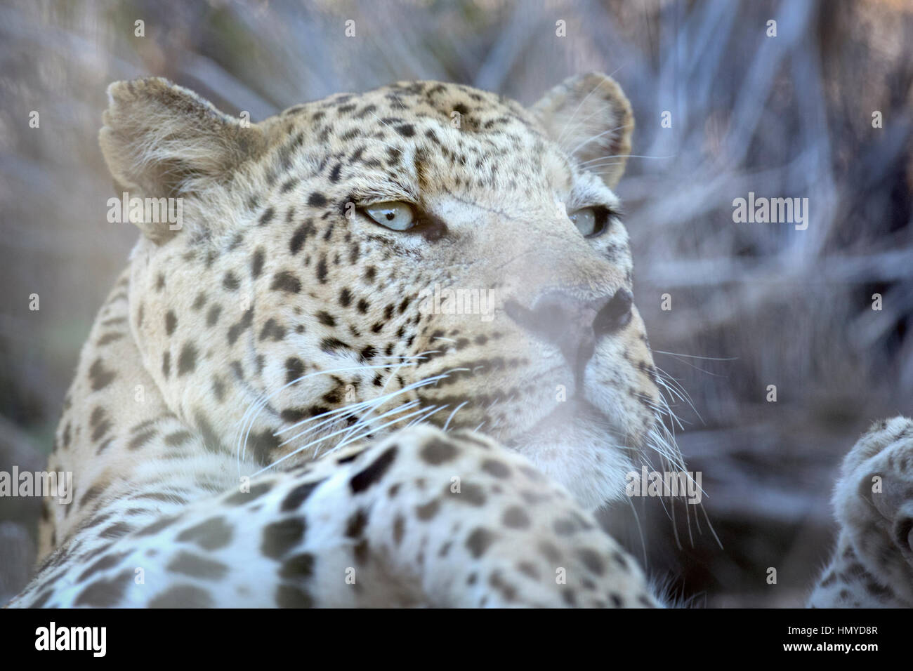 Leopard hunter hi-res stock photography and images - Alamy