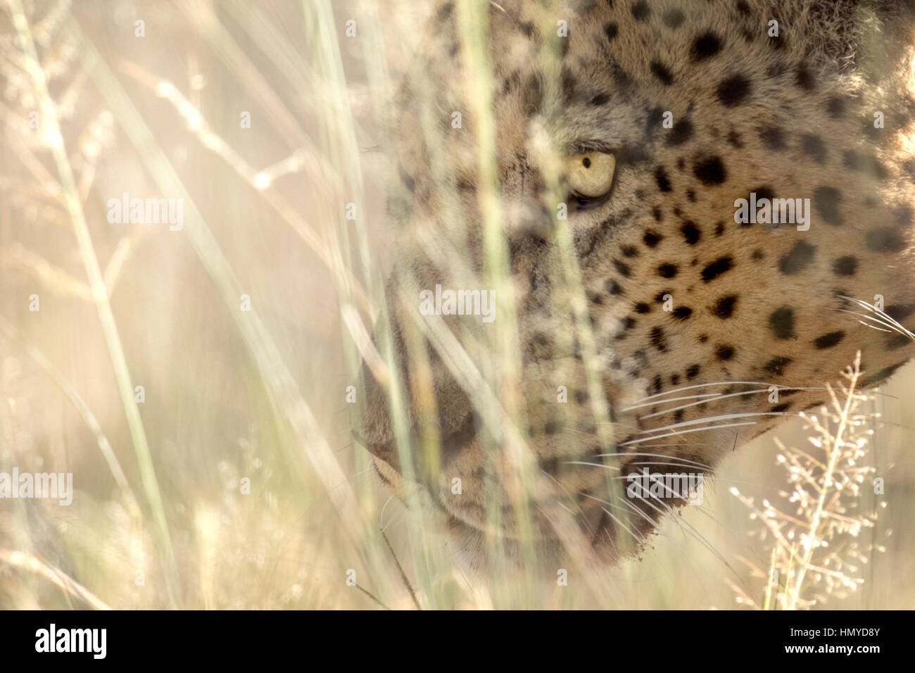 Leopard hunter hi-res stock photography and images - Alamy