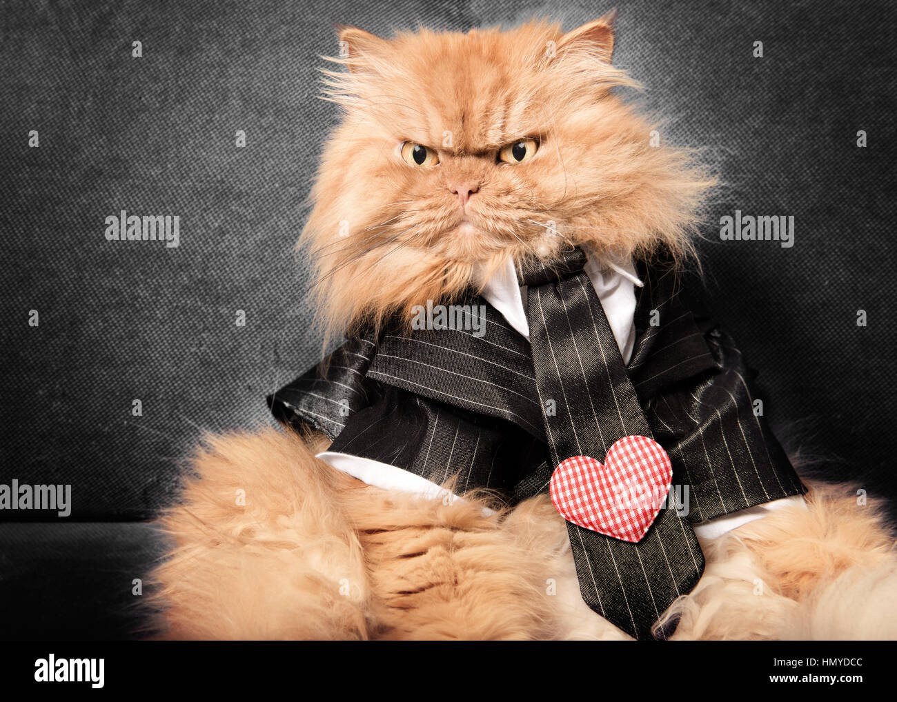 Persian cat with Valentine suit Stock Photo