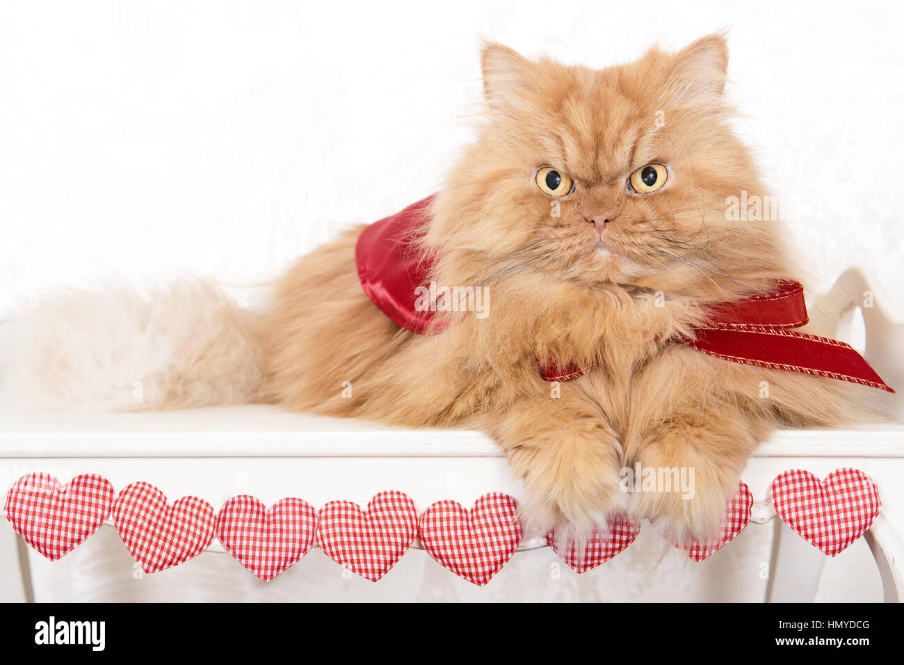 Portrait of Persian cat sitting Stock Photo